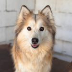Pomsky Indy, 03/2021, ca. 50 cm