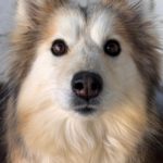 Pomsky Indy, 03/2021, ca. 50 cm