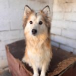Pomsky Indy, 03/2021, ca. 50 cm