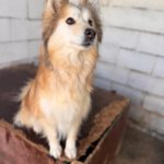 Pomsky Indy, 03/2021, ca. 50 cm