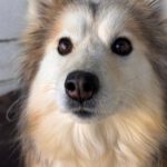 Pomsky Indy, 03/2021, ca. 50 cm