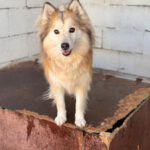 Pomsky Indy, 03/2021, ca. 50 cm