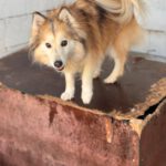 Pomsky Indy, 03/2021, ca. 50 cm