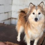 Pomsky Indy, 03/2021, ca. 50 cm