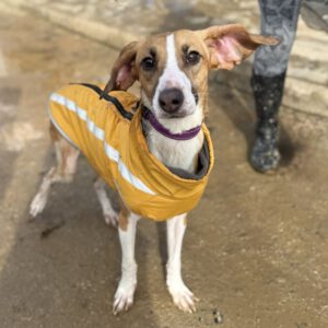 Mischling Jabata, 01/2025, ca. 50 cm