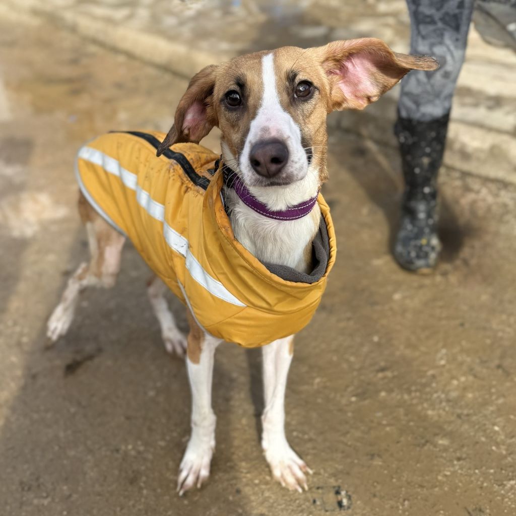 Mischling Jabata, 01/2025, ca. 50 cm