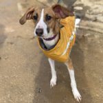 Mischling Jabata, 01/2025, ca. 50 cm