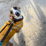 Mischling Jabata, 01/2025, ca. 50 cm