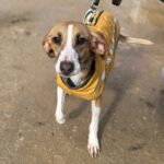 Mischling Jabata, 01/2025, ca. 50 cm