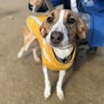 Mischling Jabata, 01/2025, ca. 50 cm