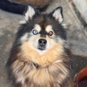 Pomsky Jagger, 08/2020, ca. 50 cm