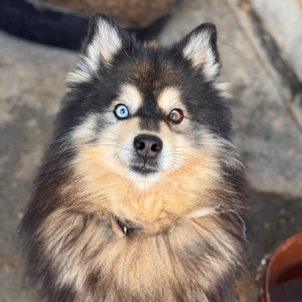 Pomsky Jagger, 08/2020, ca. 50 cm