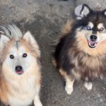 Pomsky Jagger, 08/2020, ca. 50 cm