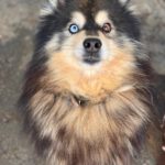 Pomsky Jagger, 08/2020, ca. 50 cm