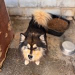 Pomsky Jagger, 08/2020, ca. 50 cm