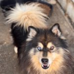 Pomsky Jagger, 08/2020, ca. 50 cm