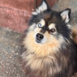 Pomsky Jagger, 08/2020, ca. 50 cm