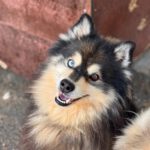Pomsky Jagger, 08/2020, ca. 50 cm