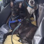 Mischling Jenny, 09/2021, ca. 60 cm