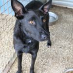 Mischling Jenny, 09/2021, ca. 60 cm