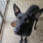 Mischling Jenny, 09/2021, ca. 60 cm