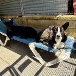 Mischling Jenny, 09/2021, ca. 60 cm