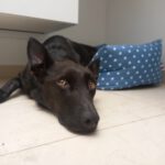 Mischling Jenny, 09/2021, ca. 60 cm