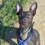 Mischling Jenny, 09/2021, ca. 60 cm