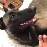 Malinois Mischling Jersey, 07/2024, Endgröße ca. 60- 65 cm