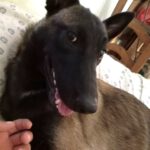 Malinois Mischling Jersey, 07/2024, Endgröße ca. 60- 65 cm