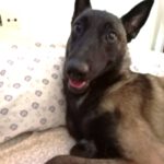 Malinois Mischling Jersey, 07/2024, Endgröße ca. 60- 65 cm