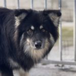 Pomsky Julius, 10/2024, ca. 40 cm