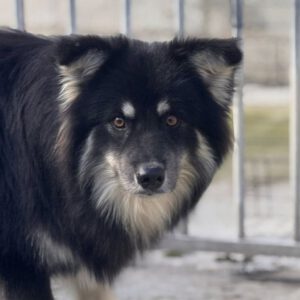 Pomsky Julius, 10/2024, ca. 40 cm