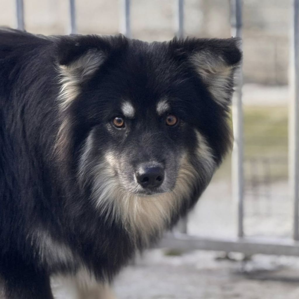 Pomsky Julius, 10/2024, ca. 40 cm