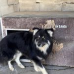 Pomsky Julius, 10/2024, ca. 40 cm