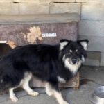 Pomsky Julius, 10/2024, ca. 40 cm