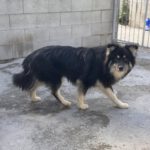 Pomsky Julius, 10/2024, ca. 40 cm