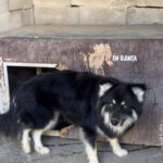 Pomsky Julius, 10/2024, ca. 40 cm