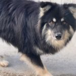 Pomsky Julius, 10/2024, ca. 40 cm