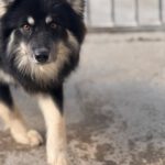 Pomsky Julius, 10/2024, ca. 40 cm