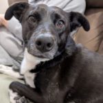 Mischling Kala, 06/2021, ca. 60 cm