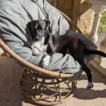 Mischling Kala, 06/2021, ca. 60 cm