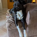 Mischling Kala, 06/2021, ca. 60 cm