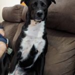 Mischling Kala, 06/2021, ca. 60 cm