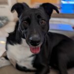 Mischling Kala, 06/2021, ca. 60 cm