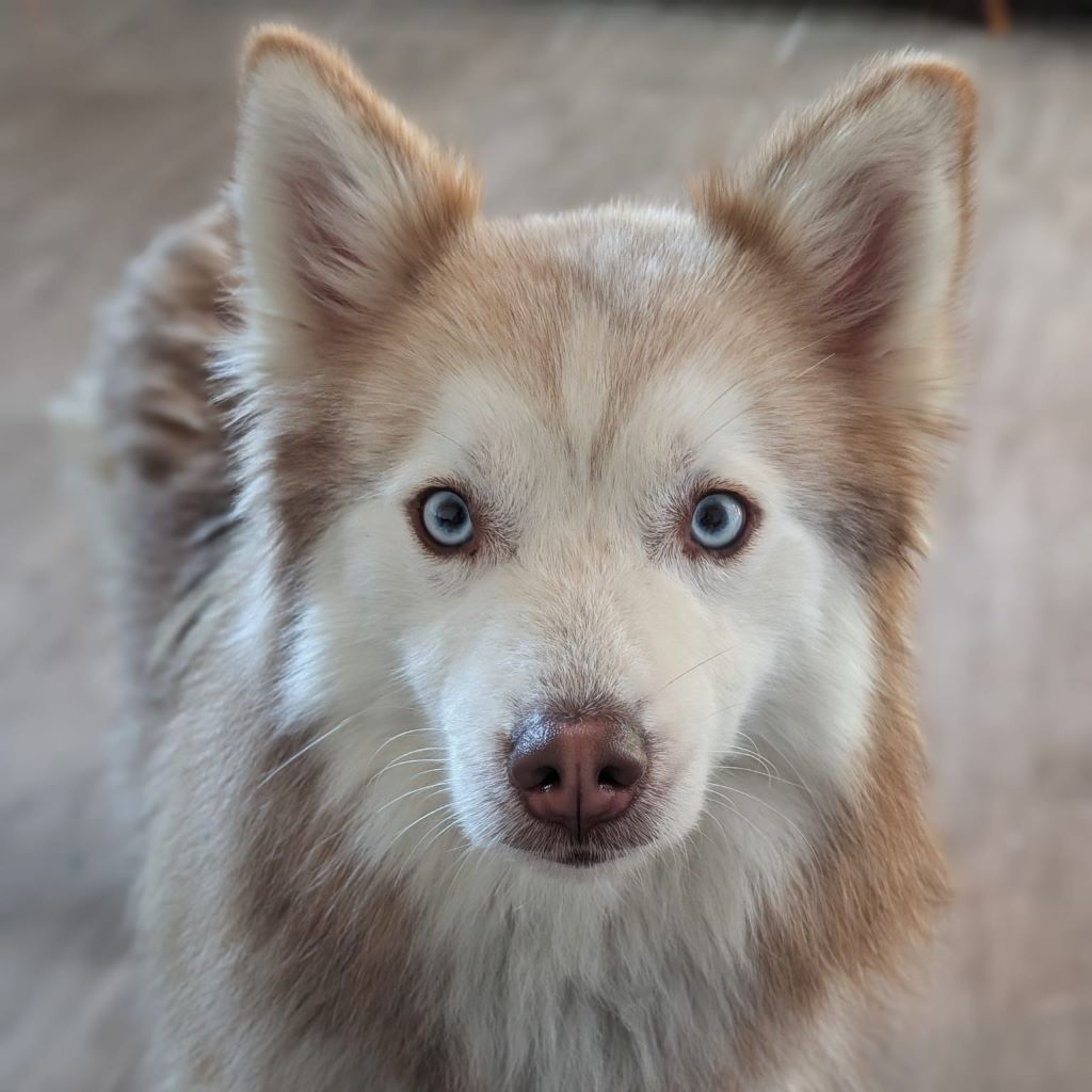 Pomsky Kay, 09/2024, ca. 40 cm, 04509 Krostitz