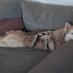 Pomsky Kay, 09/2024, ca. 40 cm, 04509 Krostitz