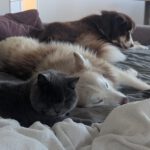 Pomsky Kay, 09/2024, ca. 40 cm, 04509 Krostitz