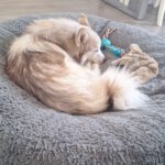 Pomsky Kay, 09/2024, ca. 40 cm, 04509 Krostitz