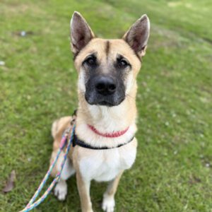 Mischling Kima, 03/2024, ca. 60 cm